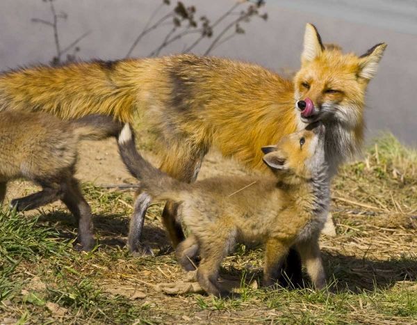 Colorado, Breckenridge Red fox mother with kits